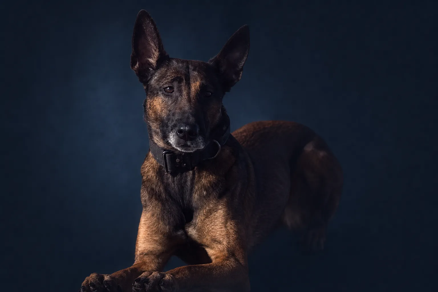 Second premium portrait of Fiasco the dog
